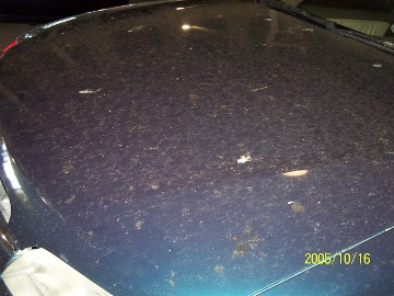 This is the worst case of tree sap we have EVER SEEN !!!